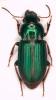Harpalus distinguendus